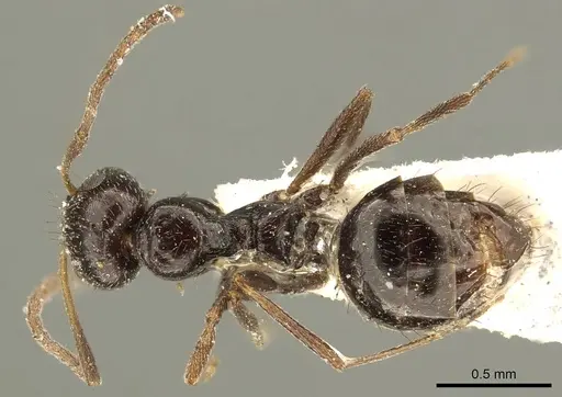 Lepisiota capensis specimen CASENT0915715 image casent0915715_1
