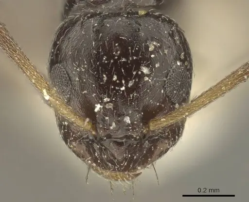 Lepisiota capensis specimen CASENT0915715 image casent0915715_2