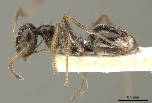 Lepisiota capensis specimen CASENT0915715 image casent0915715_3