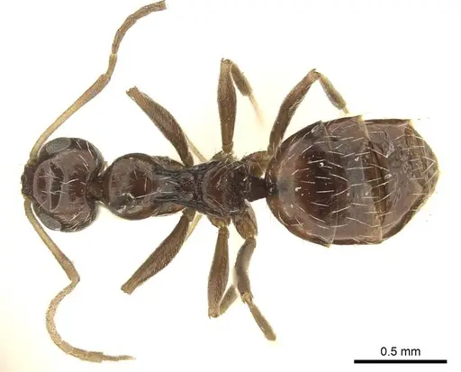 Lepisiota capensis specimen CASENT0915716 image casent0915716_1