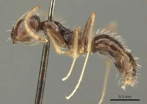 Lepisiota capensis specimen CASENT0915716 image casent0915716_3