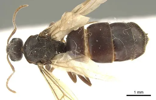 Lepisiota capensis specimen CASENT0915717 image casent0915717_1