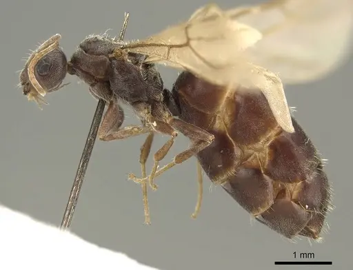 Lepisiota capensis specimen CASENT0915717 image casent0915717_3