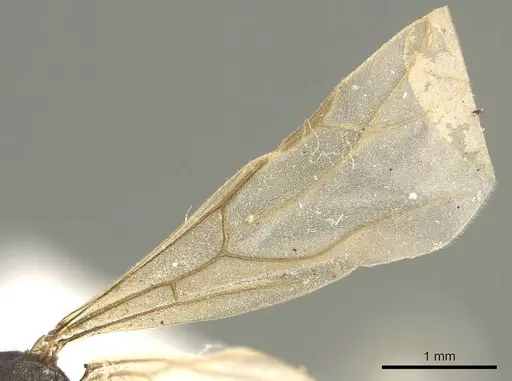 Lepisiota capensis specimen CASENT0915717 image casent0915717_4