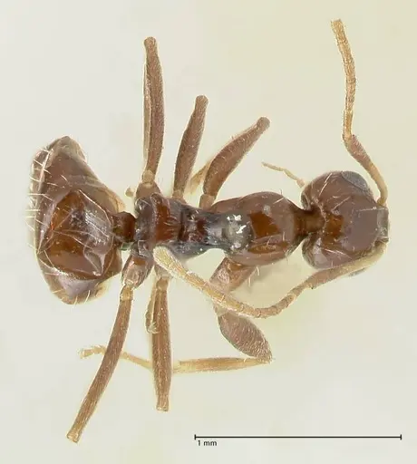 Lepisiota capensis specimen FOCOL1785 image focol1785_1