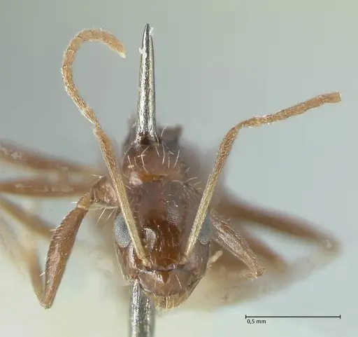 Lepisiota capensis specimen FOCOL1785 image focol1785_2