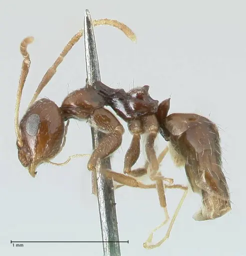 Lepisiota capensis specimen FOCOL1785 image focol1785_3