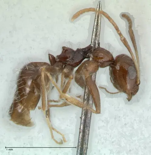 Lepisiota capensis specimen FOCOL1785 image focol1785_4