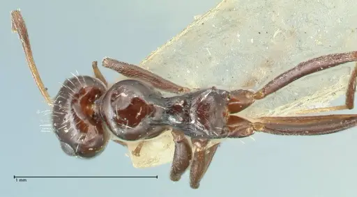 Lepisiota capensis specimen FOCOL2208 image focol2208_1
