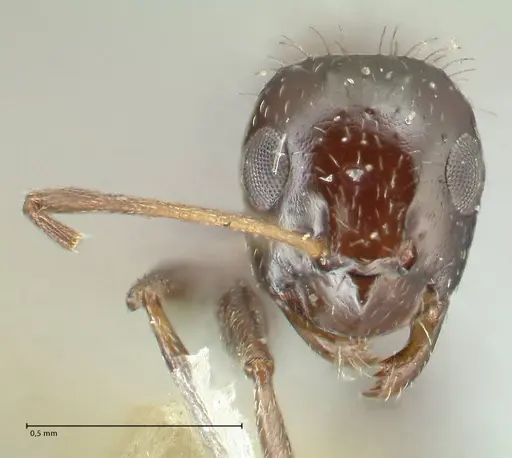 Lepisiota capensis specimen FOCOL2208 image focol2208_2