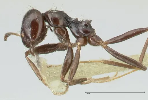 Lepisiota capensis specimen FOCOL2208 image focol2208_3