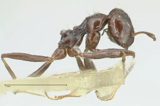 Lepisiota capensis specimen FOCOL2208 image focol2208_4