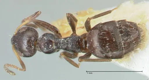 Lepisiota capensis specimen FOCOL2209 image focol2209_1