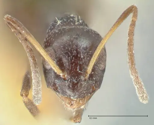 Lepisiota capensis specimen FOCOL2209 image focol2209_2