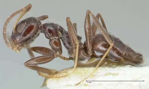 Lepisiota capensis specimen FOCOL2209 image focol2209_3