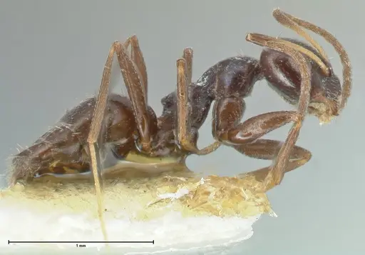 Lepisiota capensis specimen FOCOL2209 image focol2209_4