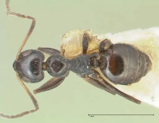 Lepisiota capensis specimen FOCOL2210 image focol2210_1