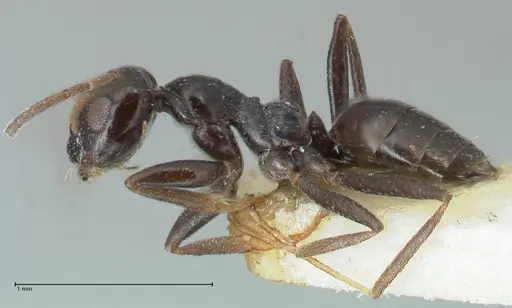 Lepisiota capensis specimen FOCOL2210 image focol2210_3