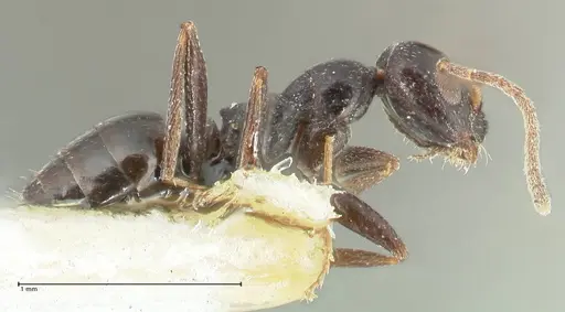 Lepisiota capensis specimen FOCOL2210 image focol2210_4