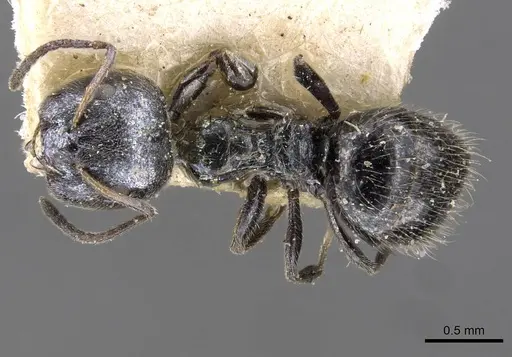 Lepisiota capitata specimen CASENT0909879 image casent0909879_1