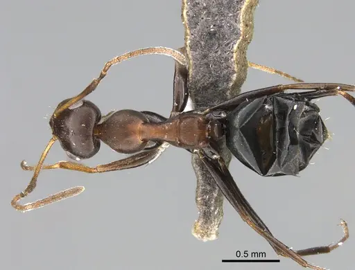Lepisiota carbonaria specimen ANTWEB1041922 image antweb1041922_1