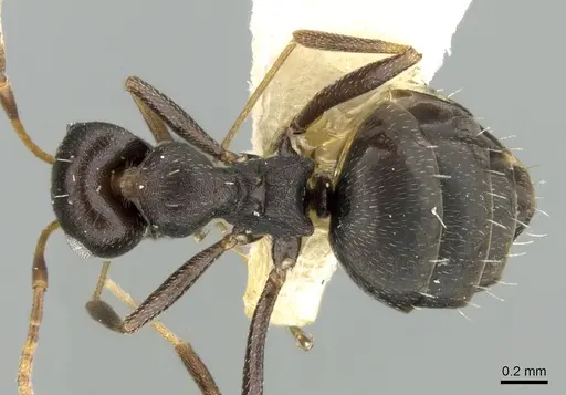 Lepisiota carbonaria specimen CASENT0906261 image casent0906261_1