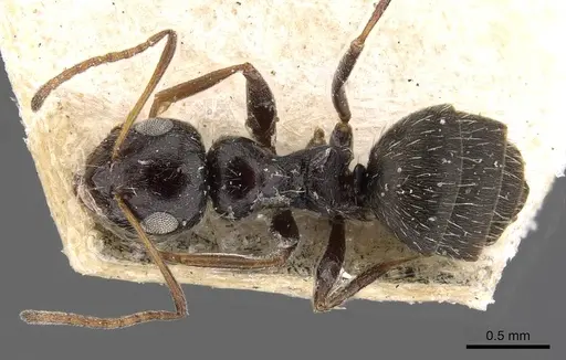 Lepisiota carbonaria specimen CASENT0909881 image casent0909881_1