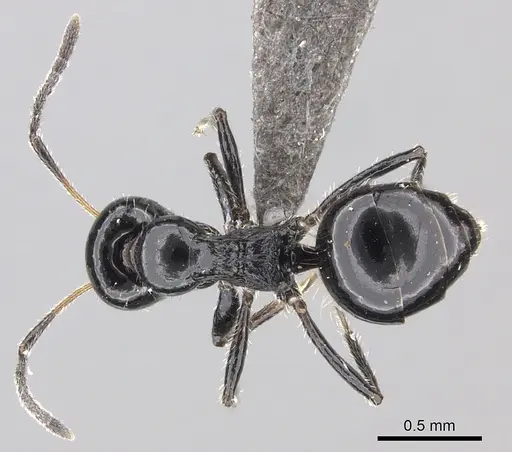 Lepisiota crinita specimen CASENT0235888 image casent0235888_1
