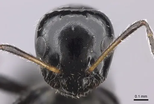 Lepisiota crinita specimen CASENT0235888 image casent0235888_2