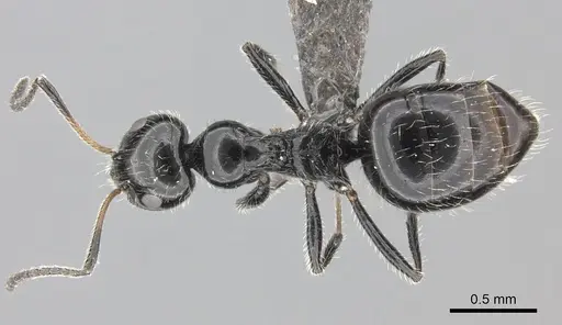 Lepisiota crinita specimen CASENT0235889 image casent0235889_1