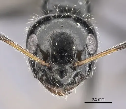 Lepisiota crinita specimen CASENT0235889 image casent0235889_2