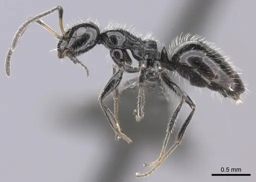 Lepisiota crinita specimen CASENT0235889 image casent0235889_3