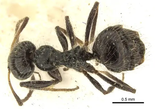 Lepisiota crinita specimen CASENT0915718 image casent0915718_1