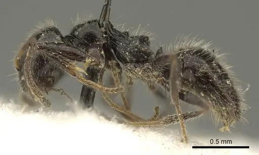 Lepisiota crinita specimen CASENT0915718 image casent0915718_3