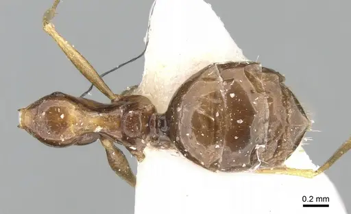 Lepisiota dammama specimen CASENT0906336 image casent0906336_1