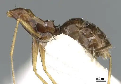 Lepisiota dammama specimen CASENT0906336 image casent0906336_2