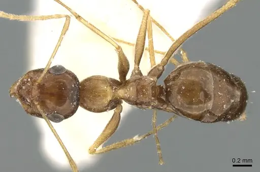 Lepisiota dammama specimen CASENT0906337 image casent0906337_1