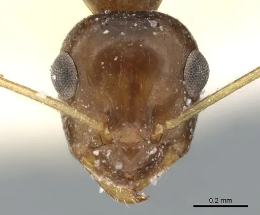 Lepisiota dammama specimen CASENT0906337 image casent0906337_2