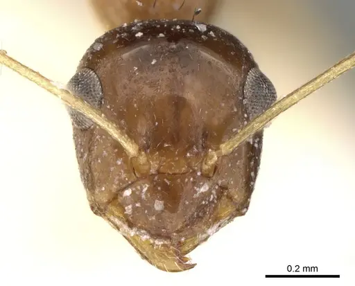 Lepisiota dammama specimen CASENT0906337 image casent0906337_3