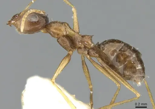Lepisiota dammama specimen CASENT0906337 image casent0906337_4