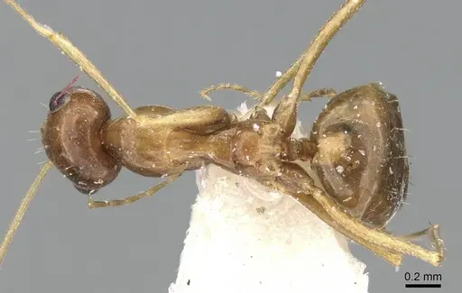 Lepisiota dammama specimen CASENT0906338 image casent0906338_1