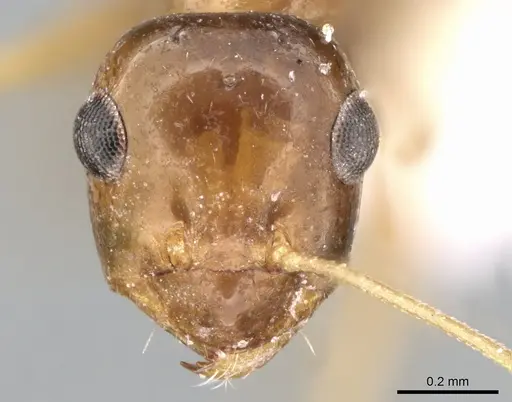 Lepisiota dammama specimen CASENT0906338 image casent0906338_2