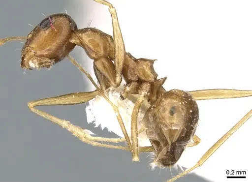 Lepisiota dammama specimen CASENT0906338 image casent0906338_3