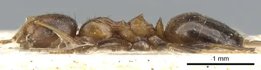 Lepisiota dendrophila specimen CASENT0903166 image casent0903166_3
