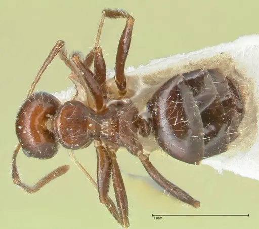 Lepisiota deplanata specimen FOCOL2206 image focol2206_1