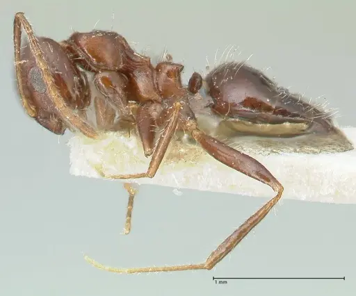Lepisiota deplanata specimen FOCOL2206 image focol2206_3