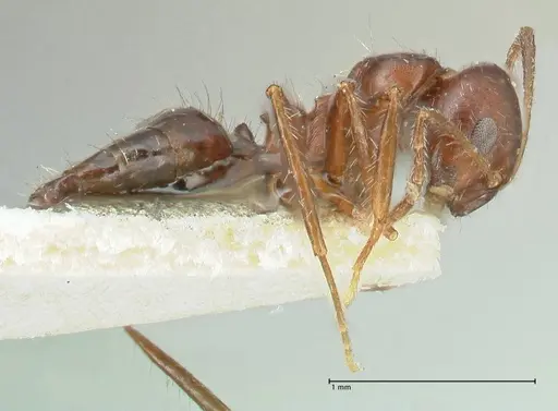 Lepisiota deplanata specimen FOCOL2206 image focol2206_4