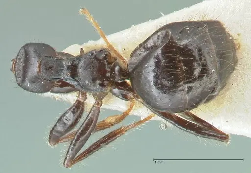 Lepisiota deplanata specimen FOCOL2207 image focol2207_1