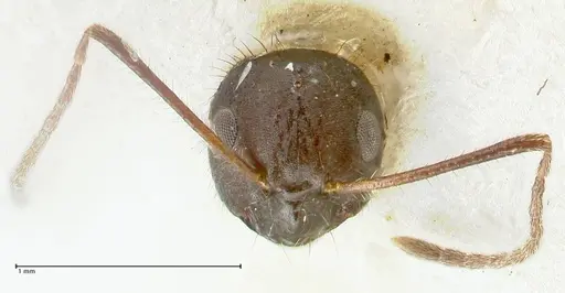 Lepisiota deplanata specimen FOCOL2207 image focol2207_2