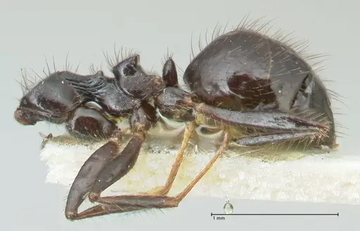 Lepisiota deplanata specimen FOCOL2207 image focol2207_3